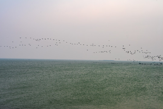 东营孤岛湿地拍鸟