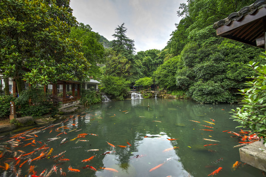 浙江兰溪地下长河水池锦鲤