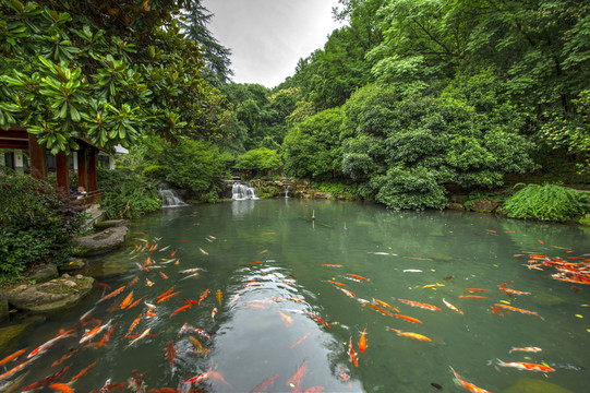 浙江兰溪地下长河水池锦鲤