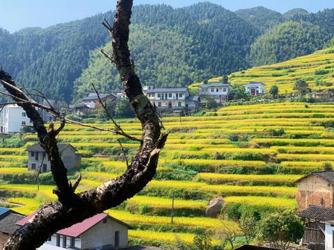 浙江风景高山梯田