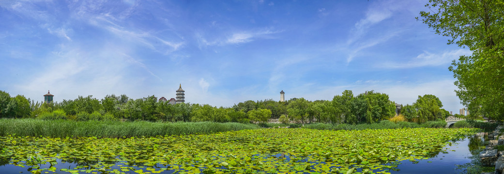 天津宁园荷塘全景