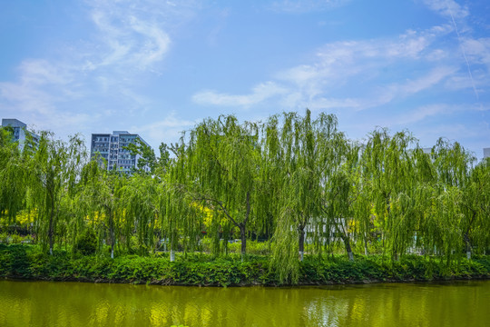 天津河岸景观