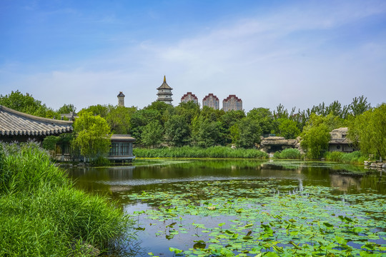 天津宁园池塘景观