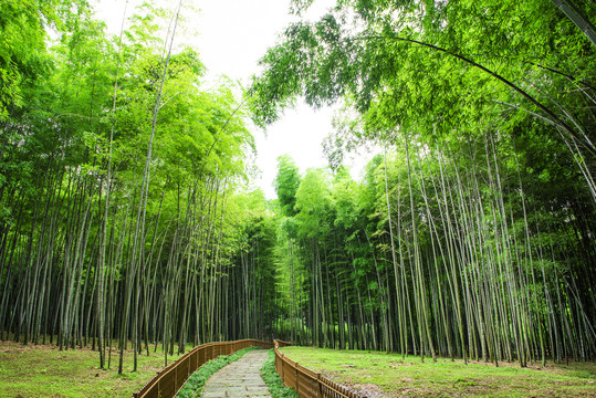 竹林小径