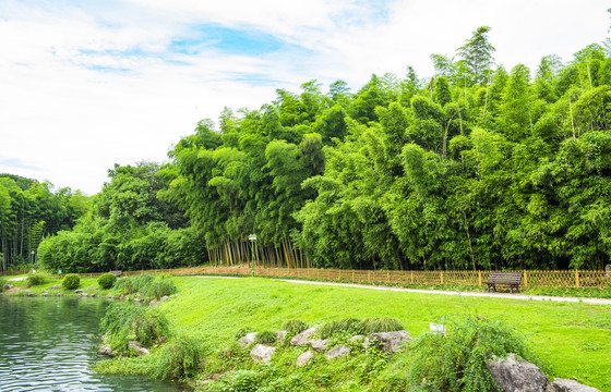 杭州植物园竹林