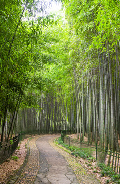 竹林小路