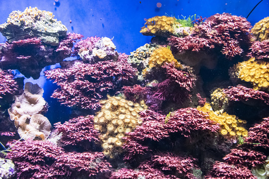 海生腔肠动物珊瑚虫