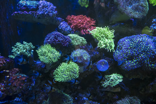 海洋生物鹿角藻