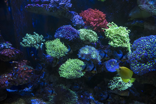 海洋生物鹿角藻