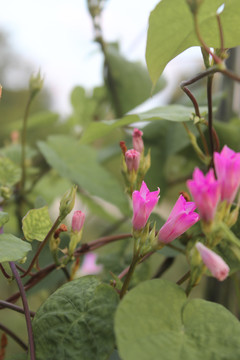 牵牛花