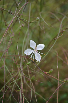 山桃草花