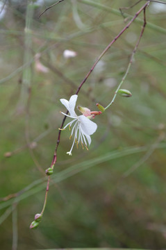 山桃草花