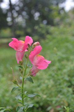 金鱼草花