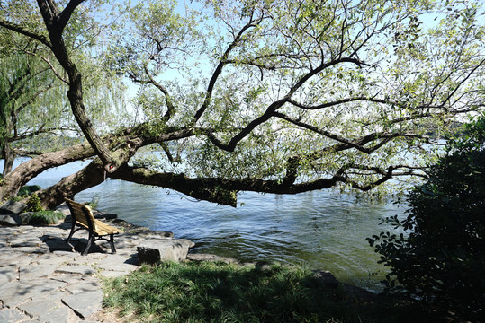 横在湖面上的树