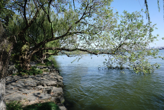 横在湖面上的树