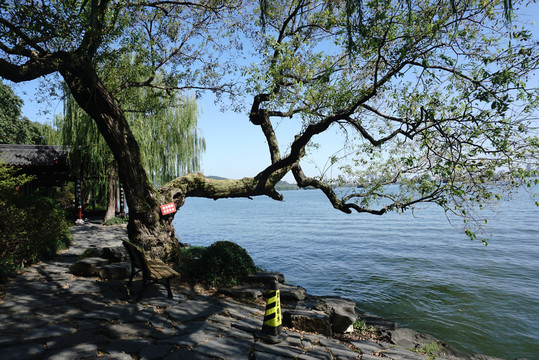 西湖边的树