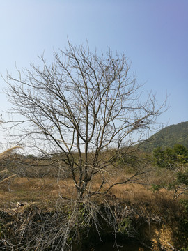 美丽景色