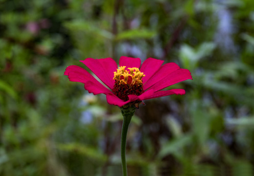 格桑花