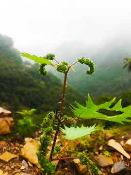 蝎子草