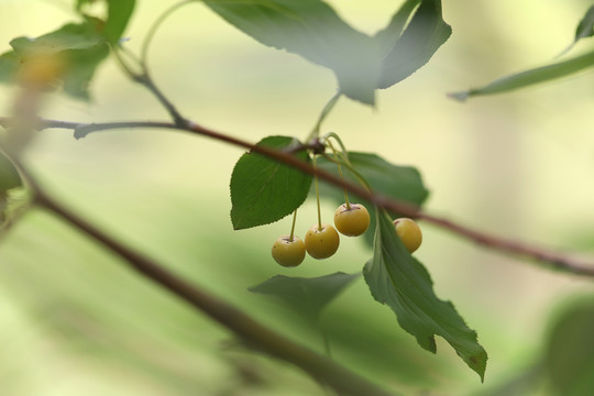 山荆子