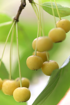 山荆子