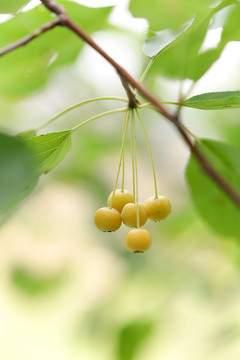 山荆子