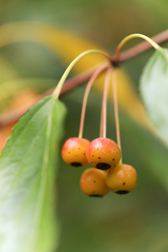 山荆子