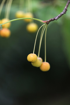 山荆子