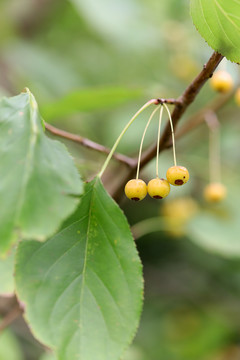 山荆子果实