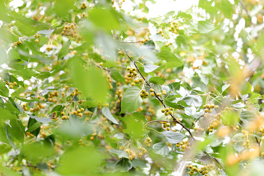 山荆子