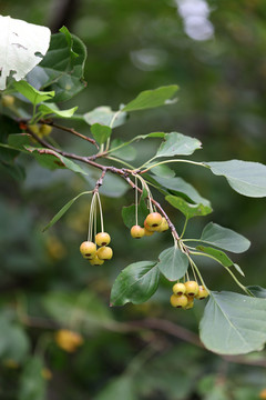 山荆子