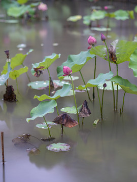 雨中荷花