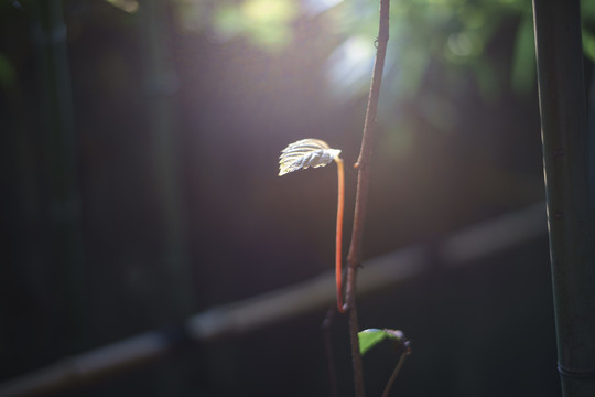 阳光下的绿色常春藤叶