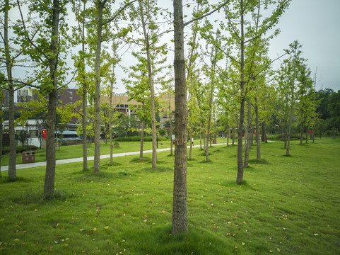 公园绿地树木