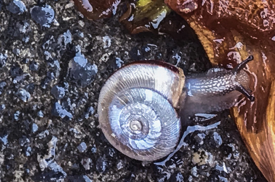 蜗牛在雨中蠕动