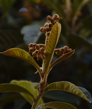 枇杷嫩芽