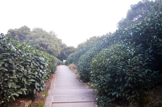 杭州九溪茶叶种植基地