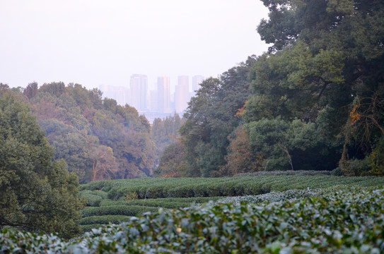 杭州九溪茶叶种植基地