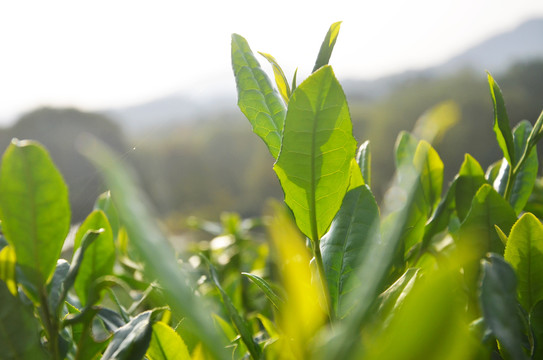 杭州西湖龙井茶