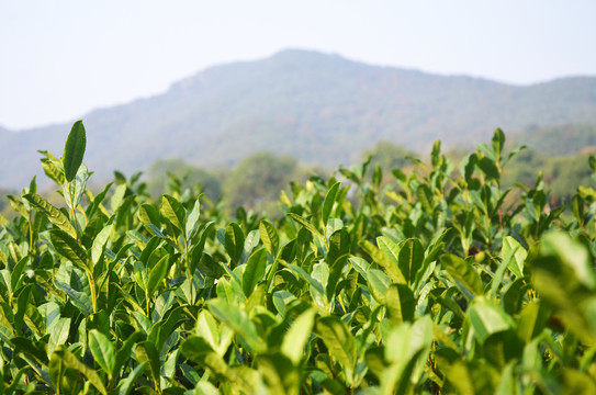 茶叶种植