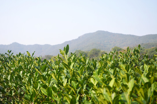 茶叶种植