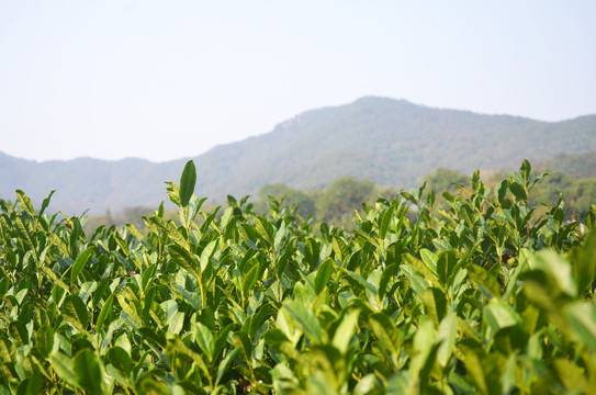 茶叶种植