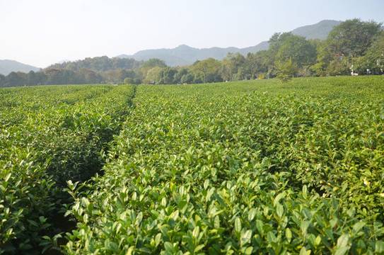 龙井问茶