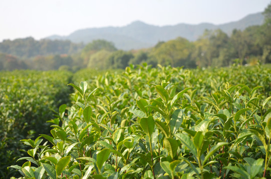 龙井问茶