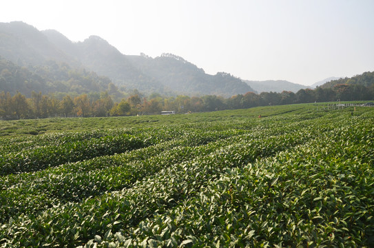 龙井问茶