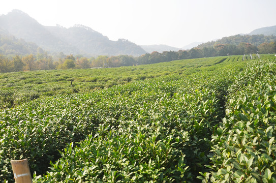 西湖龙井茶园