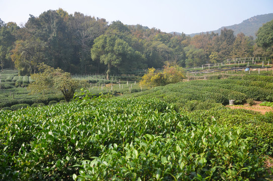 西湖龙井茶叶种植