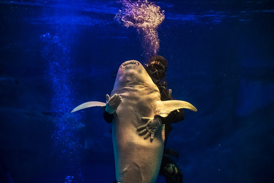 海底世界人鲨共舞鲨鱼喂食