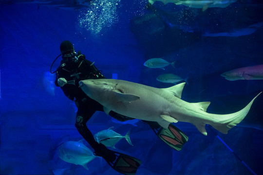 海底世界人鲨共舞鲨鱼喂食