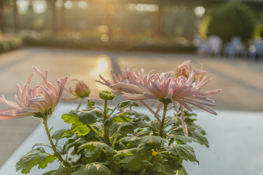 逆光盛开菊花